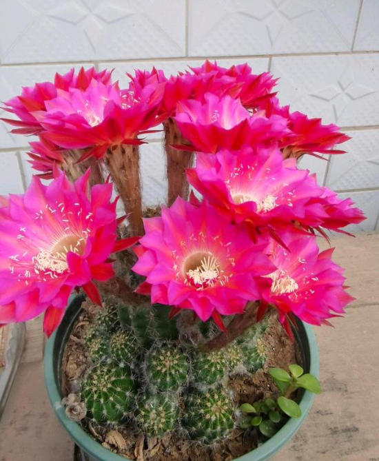 仙人球怎么养才能开花？需要什么条件？