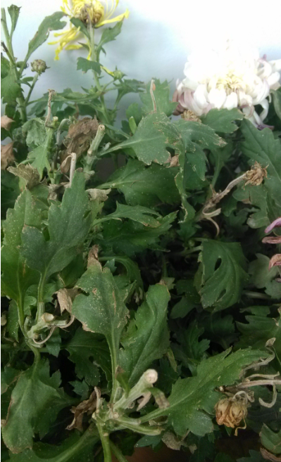 菊花叶子边缘焦枯是施肥过多还是病虫害？如何为菊花合理施肥？