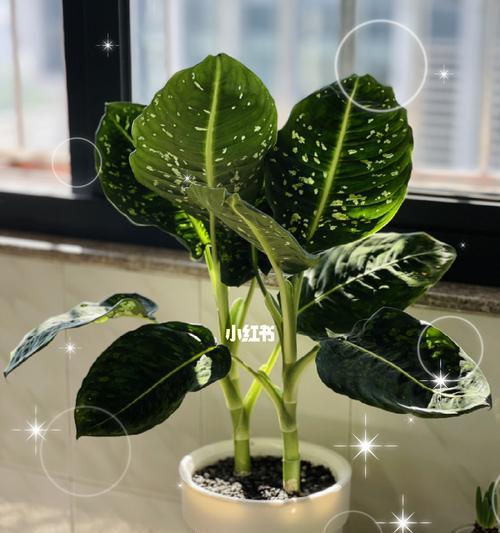 绿帝王掉叶子怎么办？——实用技巧分享（养护技巧）