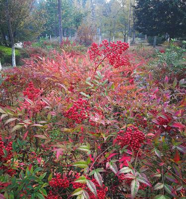 合理选择种植时间，串红高产生长（串红适宜种植的月份及注意事项）