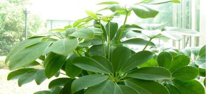 居家空调植物选择指南（让空调不仅仅是制冷，更是绿色家居）