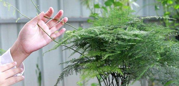 文竹能否在冬季存活？（文竹冬季栽种的注意事项及护理要点）