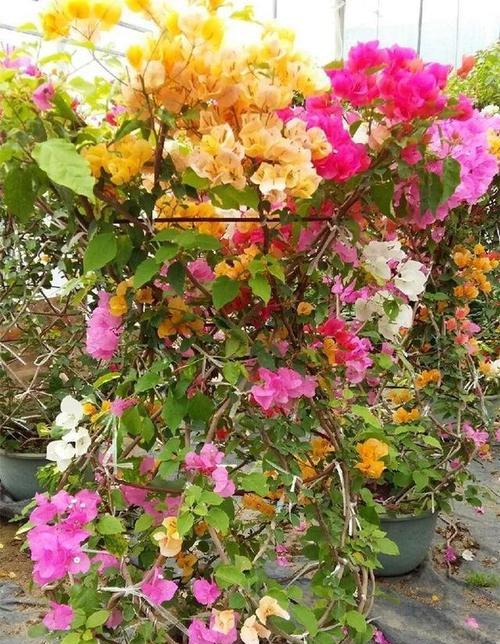三角梅花适合室内养吗？（养护技巧及常见问题解答）