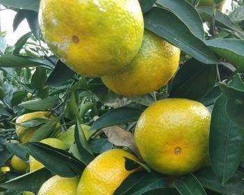 蜜桔成熟季节的全面介绍（时间、品种、特点、采摘技巧等详解）