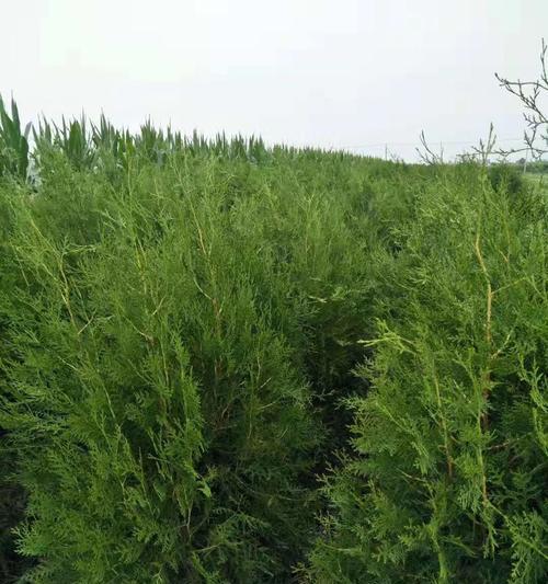 侧柏——一个古老而神秘的植物群体（探究侧柏的生物学特点及分类学归属）
