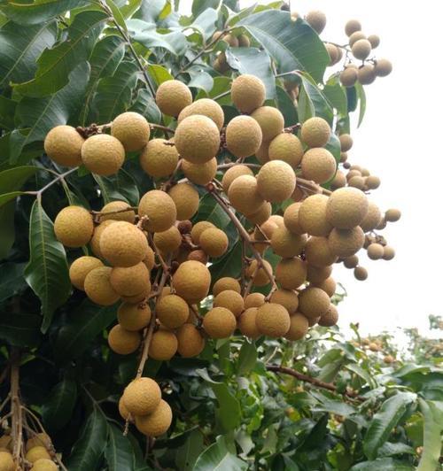 如何种植桂圆种子（从选种到果实收获，快速入门种植桂圆）