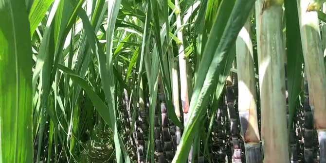 甘蔗是单子叶植物吗？——探究甘蔗的分类（从生物学角度解读甘蔗的植物特征与分类）