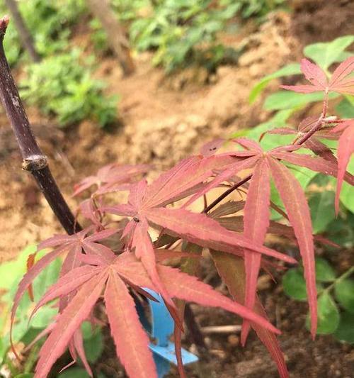 日本红枫的四季变幻（冬季掉落的红叶与美景）