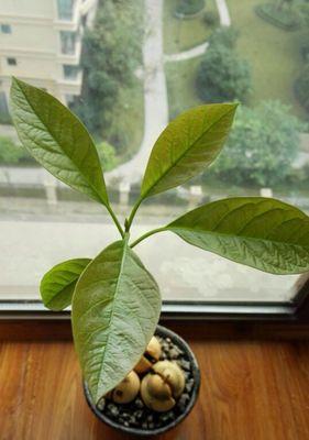 牛油果树的生长环境条件和特点（适合种植的气候和土壤、耐旱耐寒的特点、抗风抗盐碱的优势等）