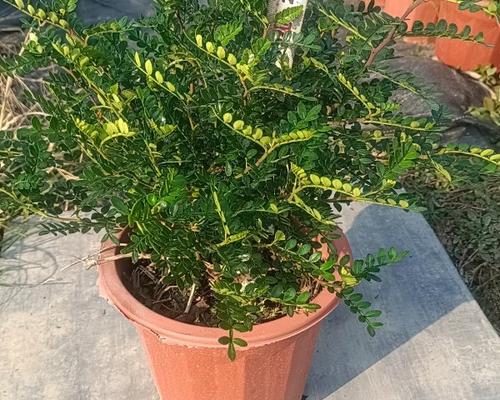 清香木是否为保护植物？（探究清香木的现状及保护措施。）