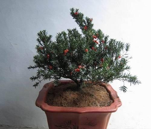 怎样快速种植红豆杉（从选苗到浇水，一步一步教你让红豆杉茁壮成长）