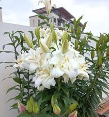 如何选取最佳时机种植百合（百合种植的时间选择和技巧）