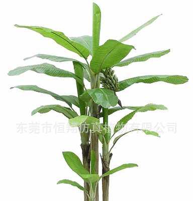 芭蕉树养护全攻略（让你的芭蕉树更加旺盛，美丽生长）