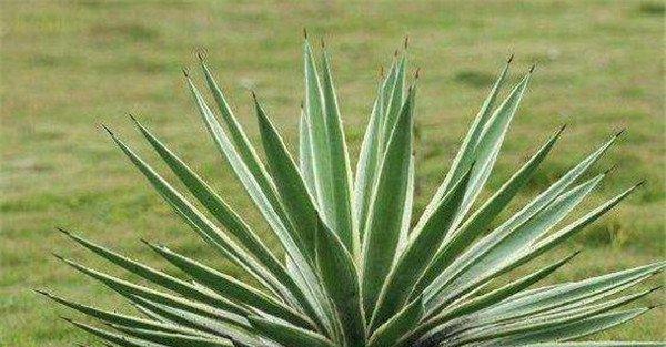 探究尖叶植物的生长习性和特点（了解尖叶植物的品种分类、生长环境、营养特点及应用价值）