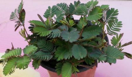 含羞草的种植与养护（选择合适的盆，让含羞草生长茁壮）