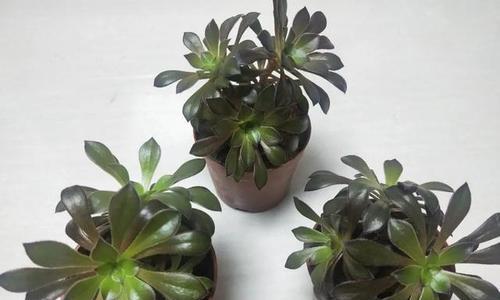 黑法师用什么肥料好（如何选购适合黑法师的肥料）