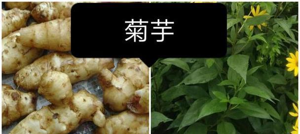 揭秘鬼子姜（探寻鬼子姜的生态和功效）