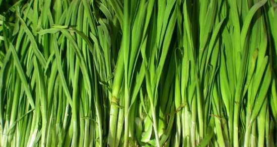 韭菜——一种营养丰富的蔬菜（了解韭菜的分类和种植方法）
