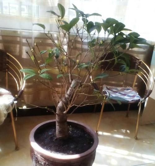 浇水时间和方法，让桂花更美（科学浇水，助桂花生长）
