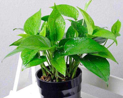 大高花盆适合养什么花（精选15种适合大高花盆的花卉种植）