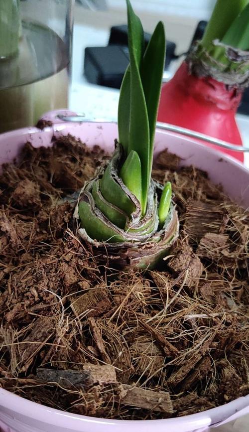 百子莲种球的保存与种植全攻略（时间、方法、注意事项，轻松种出美丽莲花）