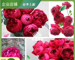 秋日胭脂月季（探究胭脂月季的生长习性和分类特点）