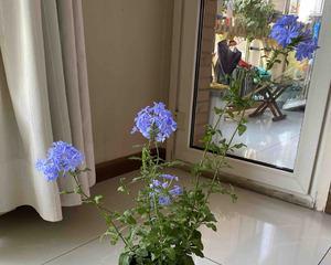 蓝雪花换盆后多久浇水一次？（定期浇水是关键，注意土壤湿度）