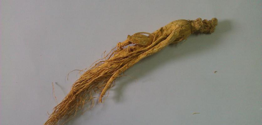 揭秘人参是否属于裸子植物（人参的分类及特点分析）