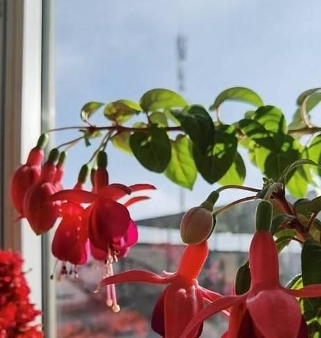 如何应对灯笼花叶子发黑问题（灯笼花叶子变黑的原因及治理方法）