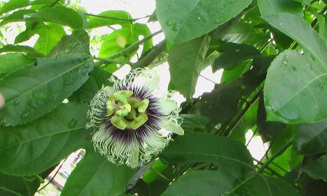 百香果——多年生植物的奇妙之旅（从生长环境到营养价值，探秘百香果的种种魅力）