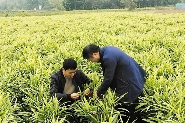 黄姜种植的最佳时节与技巧（掌握黄姜种植，享受丰收好时节）