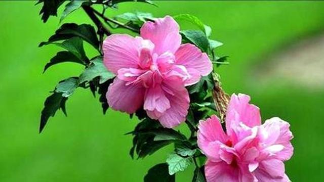 木槿开花时间及其特点（盛夏枝头绽放，美丽芬芳如画）