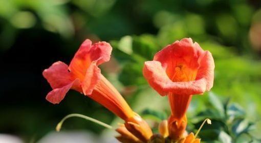 属兔宜养之花（15种花卉推荐，给属兔的你）