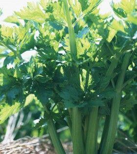 揭秘芹菜的真面目（草本植物？不只如此！）