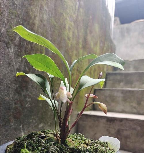 兔耳兰的花期（春日花开，兔耳兰争艳）