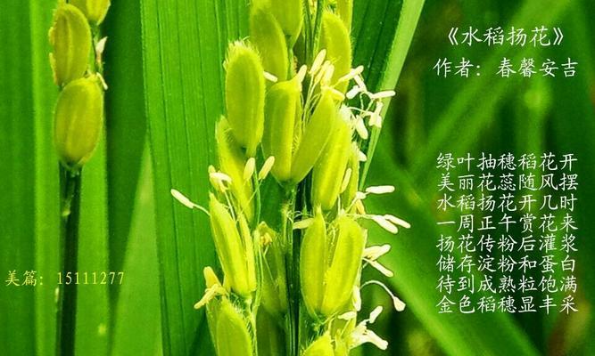 稻子开花的时节（春夏秋冬，稻花香四季）