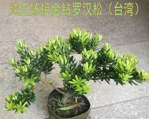 金钻罗汉松的种植与养护（掌握金钻罗汉松耐寒技巧，让你轻松栽培）