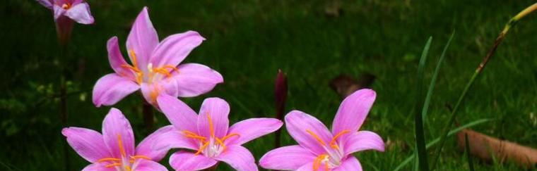 如何安全养护龙胆花过冬（龙胆花冬季养殖的技巧和方法）