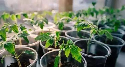 化肥水适合直接浇花吗？（正确使用化肥水的方法）