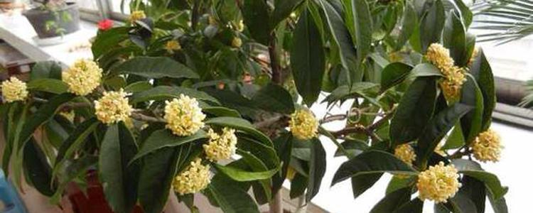 冬季养护桂花的小技巧（桂花养护指南，让你的花园美丽过冬）