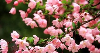 种海棠树的风水福利（家里种海棠树，好处多多）