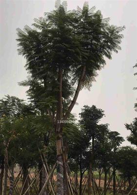 蓝花楹种植条件与适合种植的地区（打造优美树形的秘诀与管理技巧）