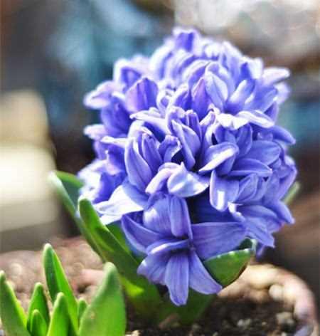 风信子开花时间及栽培技巧（了解风信子花期，打造美丽庭院）