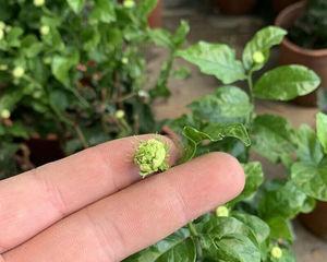 如何用正确的土壤养好虎头茉莉（选择合适的土壤和培养方法是成功的关键）
