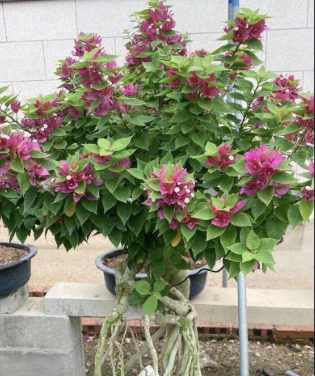 三角梅生长全面指南（一年内最高可达多少米？种植技巧、繁殖方法、常见问题全解析！）