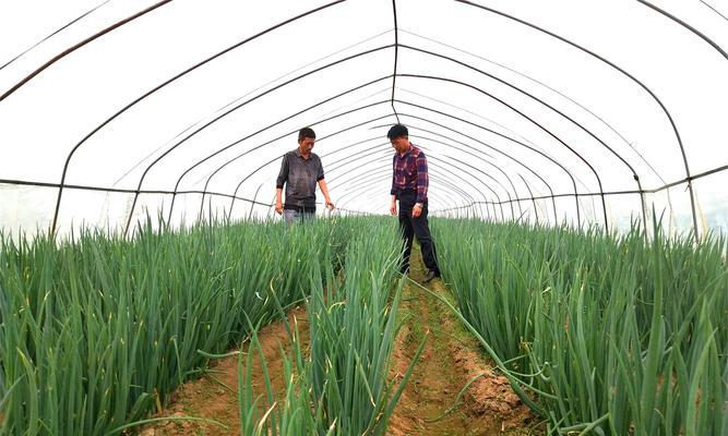 如何正确地移栽大葱？（最佳时间、最佳方法、如何避免伤害）