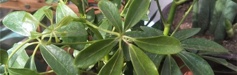 冬季如何剪枝鹅掌柴？（鹅掌柴冬天可以剪枝吗？冬季剪枝技巧解析）
