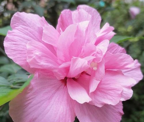 木槿花（揭开木槿花所承载的文化和象征意义）