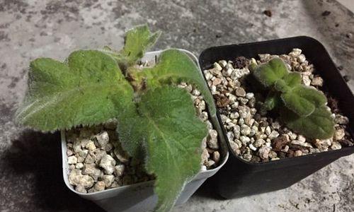 断崖女王如何施肥？（选择合适的肥料让植物更健康）