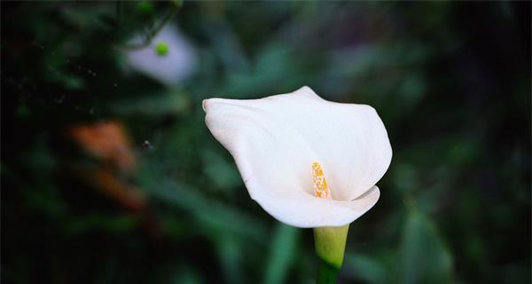 海芋花有毒吗？——了解海芋花的毒性及适合室内养护的方法（了解海芋花的毒性和室内养护的技巧）